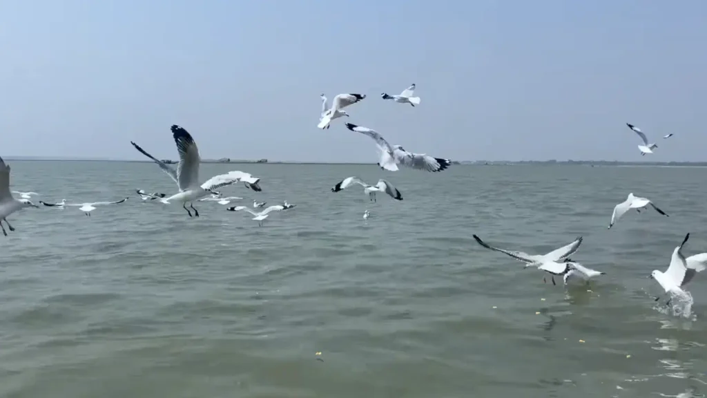 chilika lake