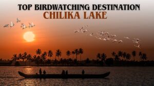 best birdwatching spots in Chilika Lake