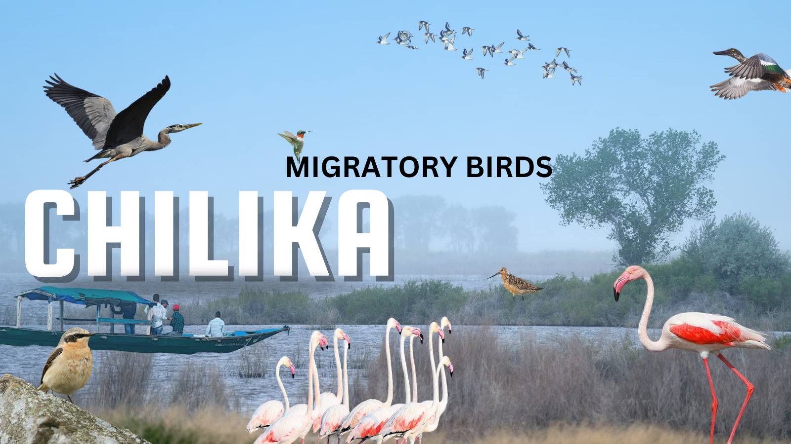 Winter in Puri: Chilika Lake Fills With Millions of Migratory Birds ...