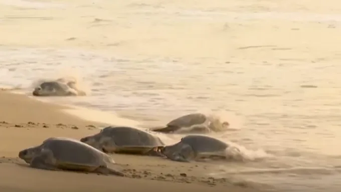 Rushikulya Muhana (Olive Ridley Site)