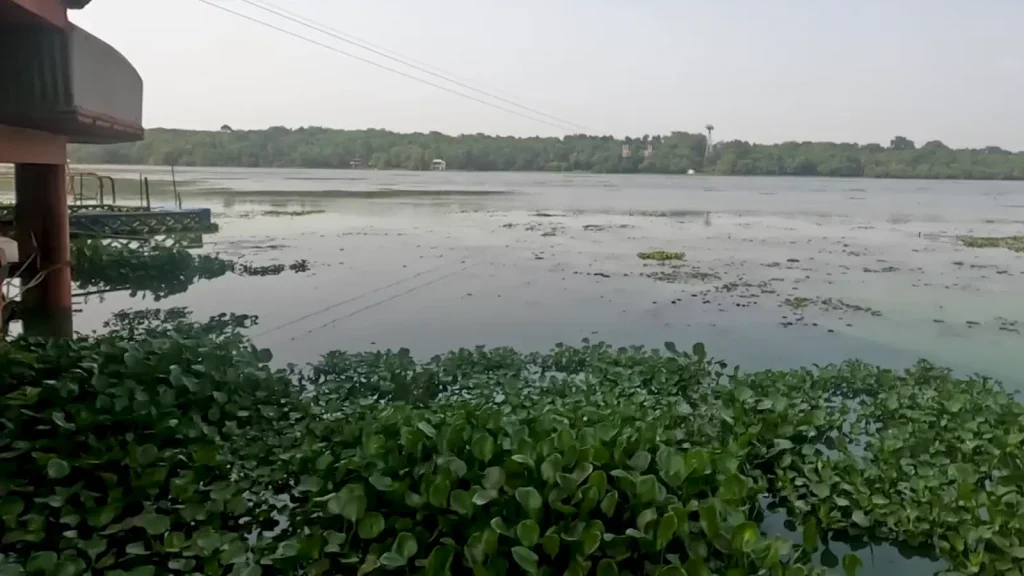 Kanjia Lake at Nandankanan Zoological Park
