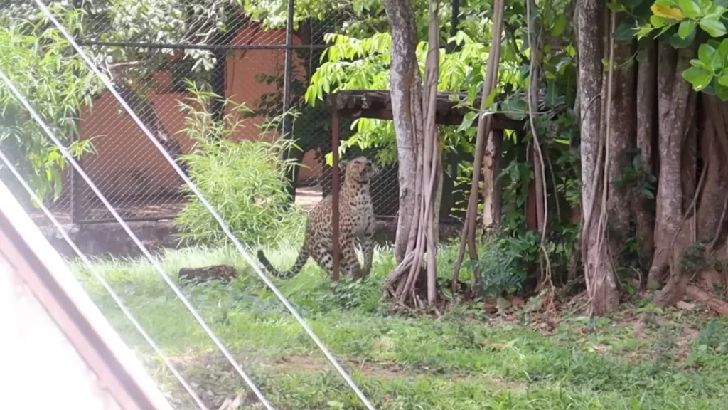 Leopard enclosure at Nandankanan Zoological Park