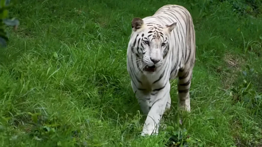 White tiger at Nandankanan Zoological Park